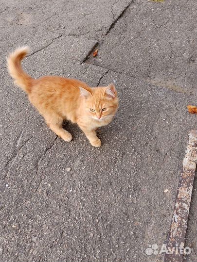 Отдам котенка мальчик 4 месяца в добрые руки