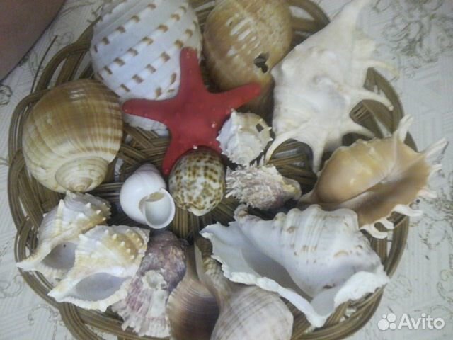 Ракушка,камни