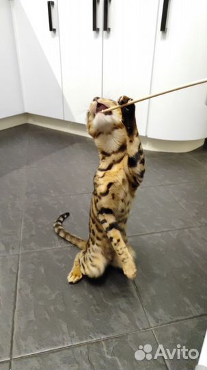 Бенгальская кошка