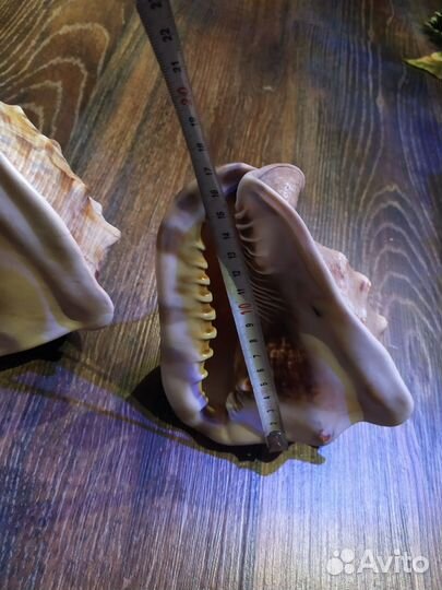 Морская ракушка