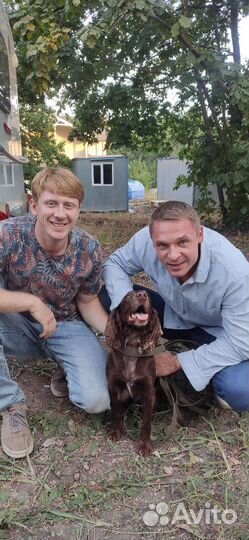 Русский спаниель ищет подружку