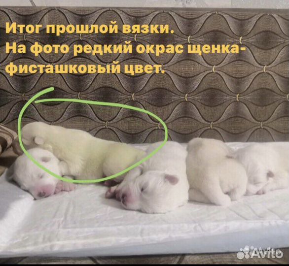 Самоед кобель вязка