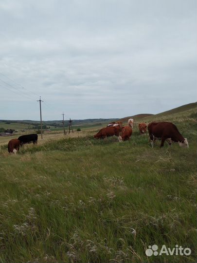 Коровы с быком