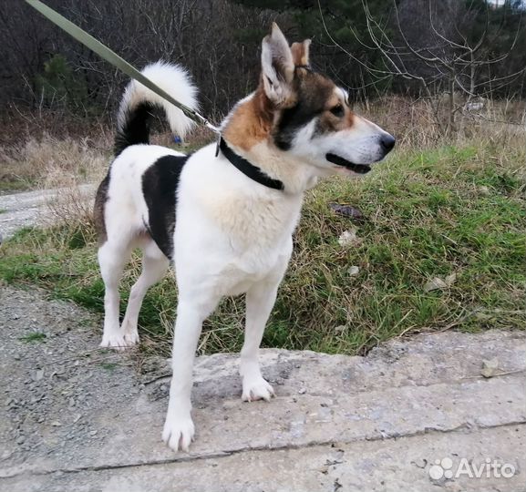 Собака в добрые руки