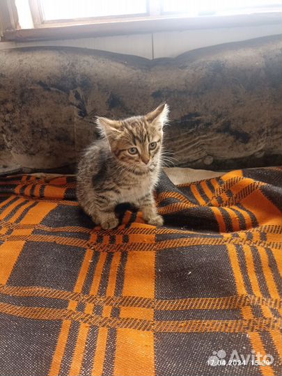 Кошки в добрые руки бесплатно