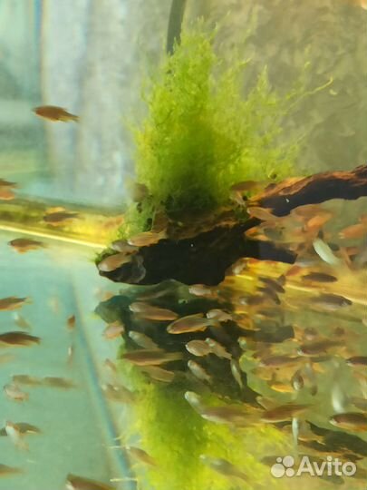 Микрорасбора галактика Красный неон Моина