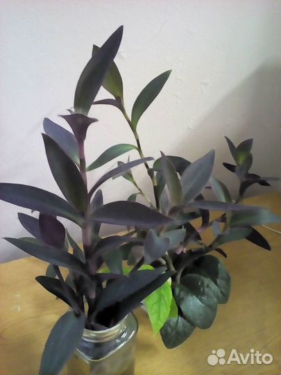 Хризантема, фиалки и др.цветы