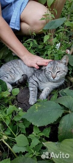 Котёнок крысоловка