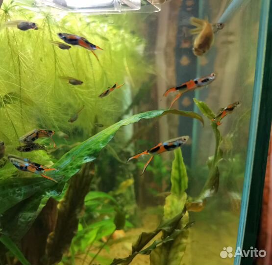 Пистия / Гуппи / Рыбки / креветки Вишня