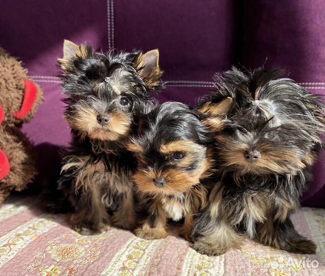 Йоркомалыши