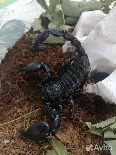 Скорпионы и пауки птицееды