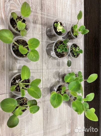 Фиалки, обмен/продажа