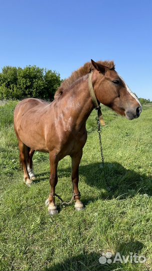 Лошадь рабочая