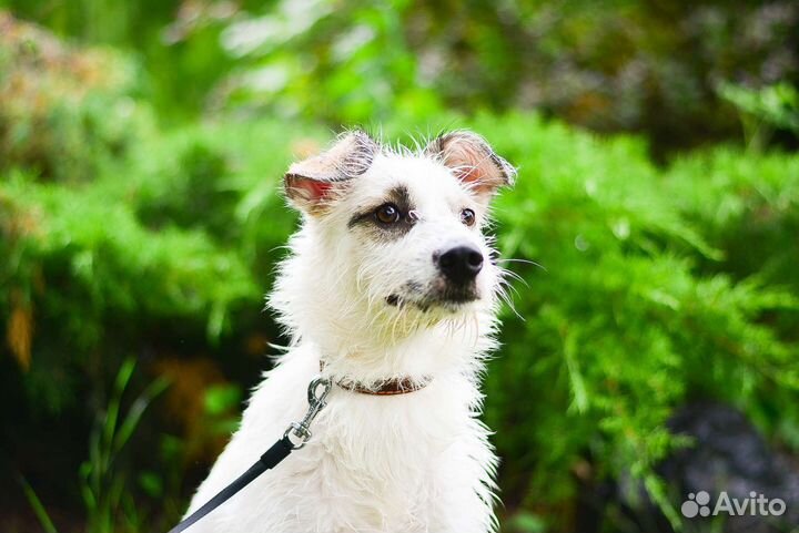 Щенок в добрые руки бесплатно