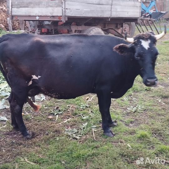 Корова дойная 2 отела