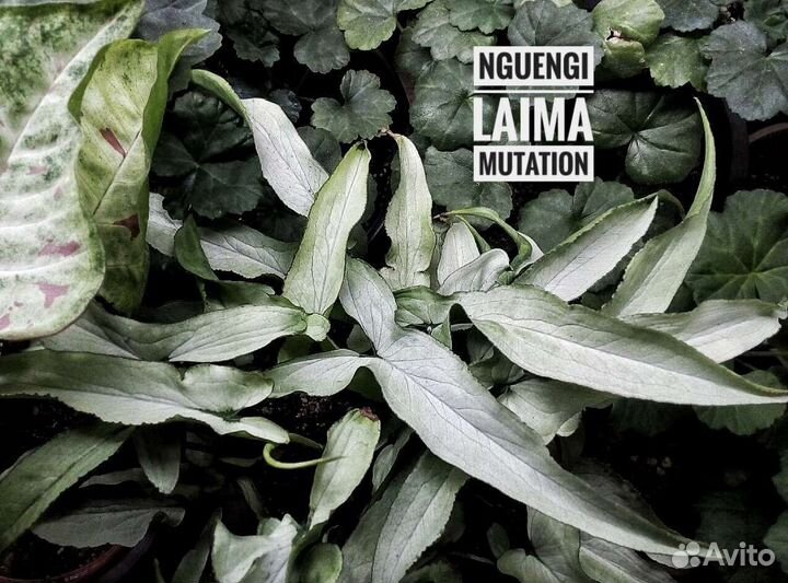 Сингониумы с подарком