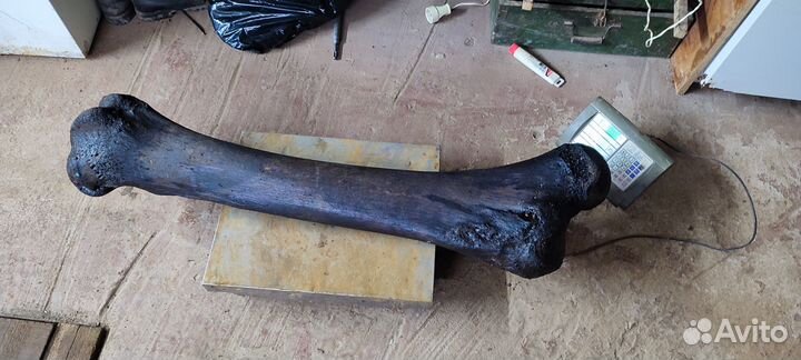 Кость мамонта