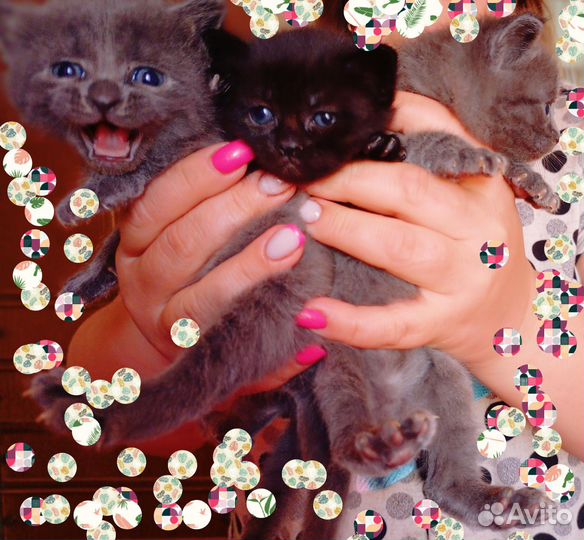 Котята шотландцы две девочки в добрейшие руки