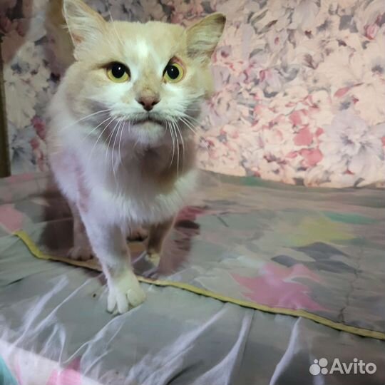 Рыжий кот - Сёма