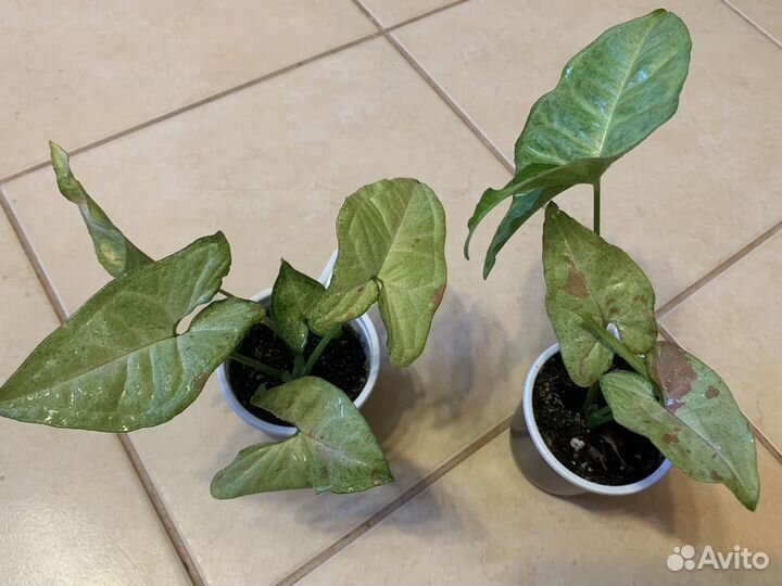 Сингониум конфетти