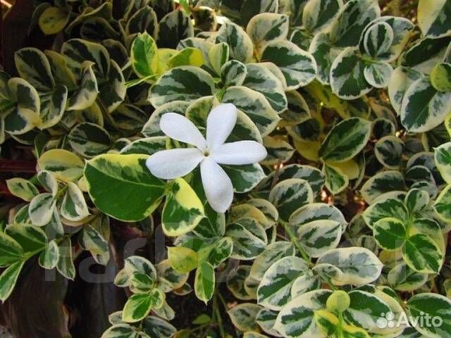 Мушмула, разное, плодовое