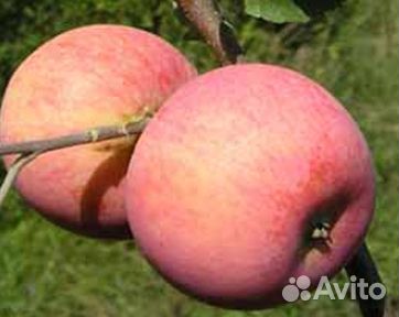 Яблоня. Саженцы