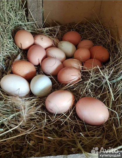 Домашние куриные яйца