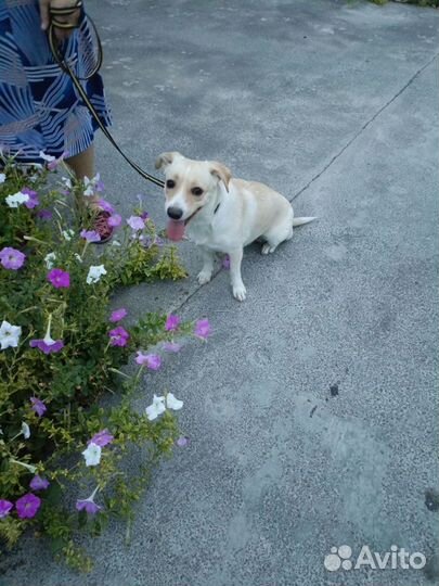 Собака в добрые руки