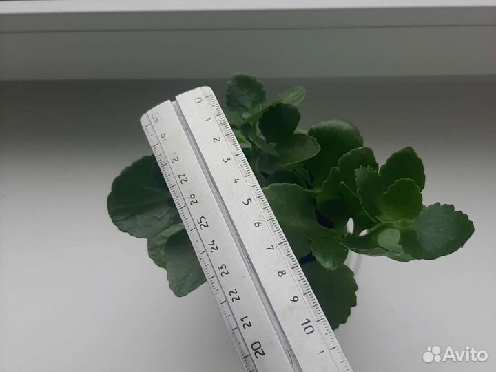 Каланхоэ блоссфельда каландива