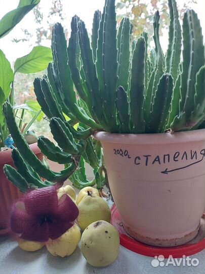 Цветы для сада и комнатные