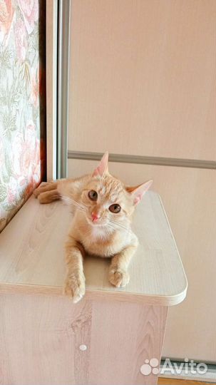 Котенок девочка 8 месяцев домашняя