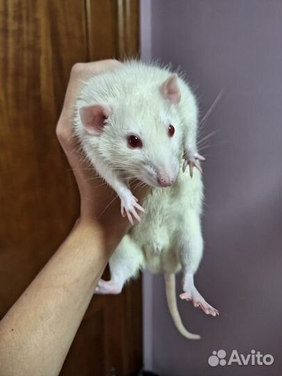 Отдадим в добрые руки крыс