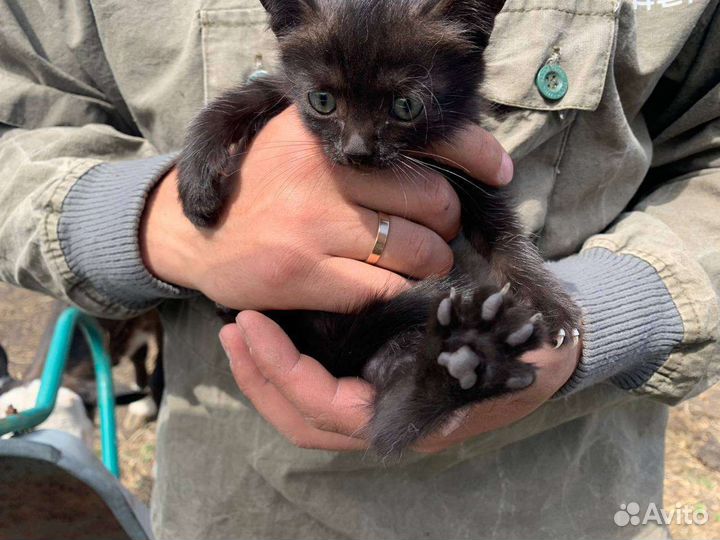 Котята в добрые руки