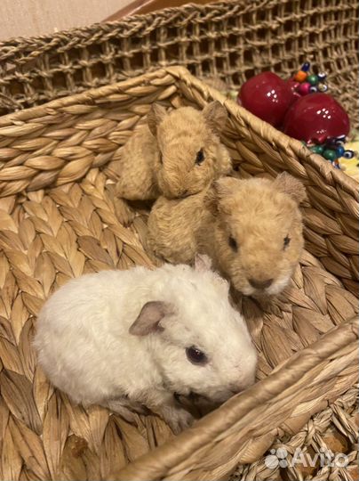 Морская свинка американский тедди