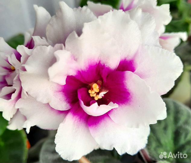 Цветущие фиалки