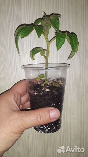 Рассада балконных томатов