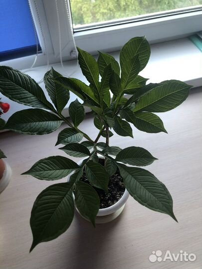 Аморфофаллус коньяк