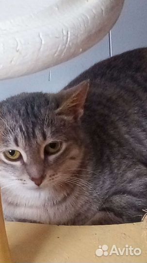 Кошечка ищет семью