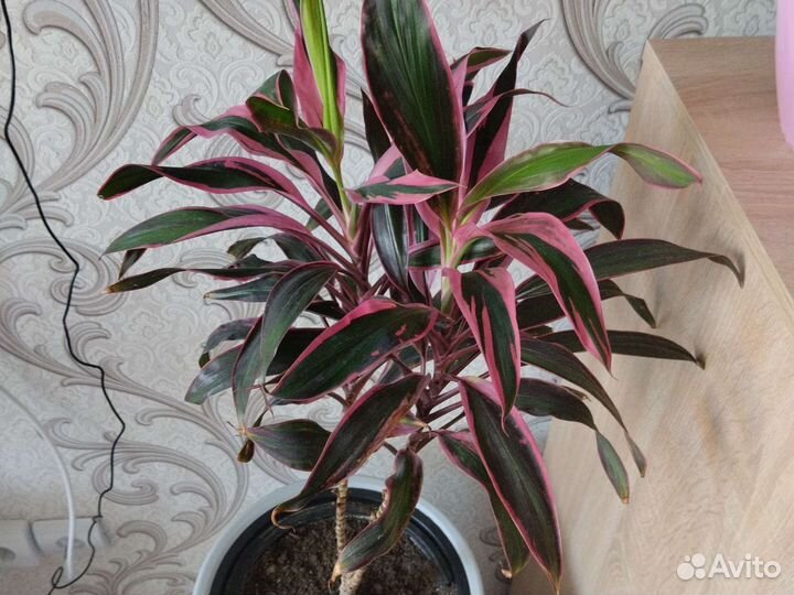 Цветы в напольных горшках