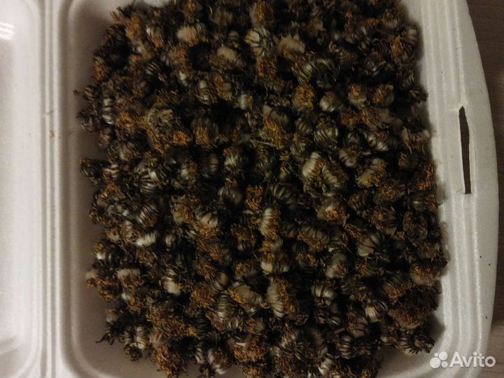 Травы для чая