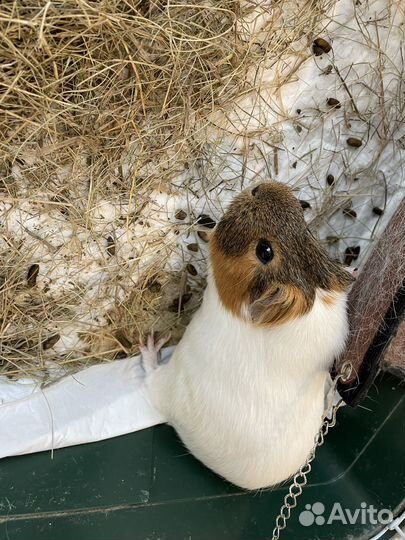 Морские свинки