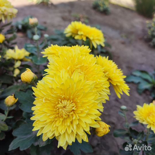 Хризантема - дубки низкорослые