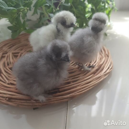 Китайские шелковые куры