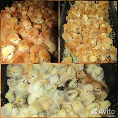 Молодняк птицы (суточные)