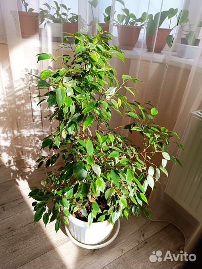 Фикус бенджамина пестролистный