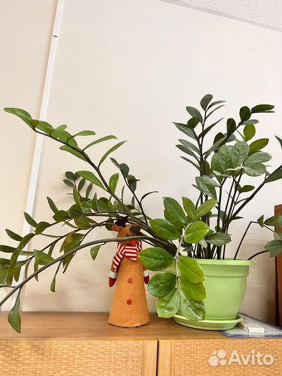 Замиокулькас