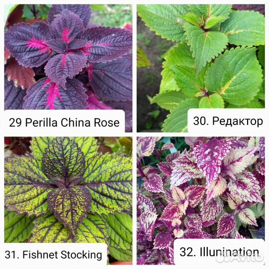 Сортовые Колеусы