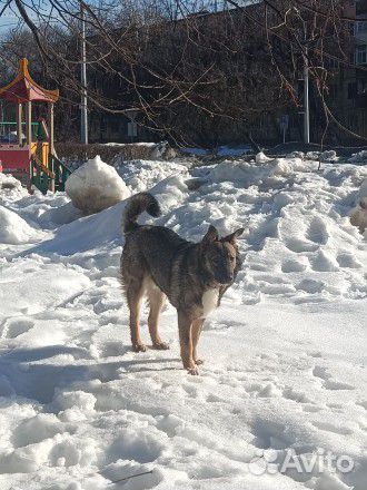 Найден щенок. Ищет старых хозяев