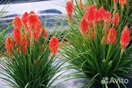 Цветы многолетние