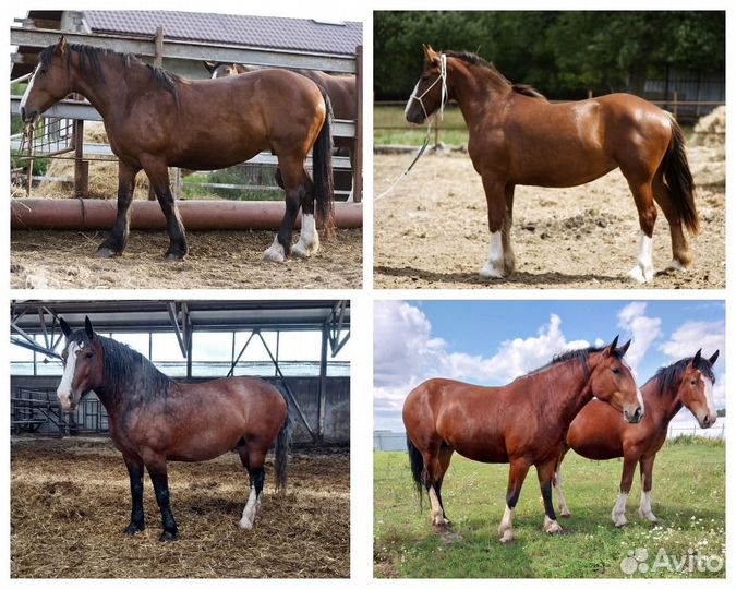 Владимирские тяжеловозы, импорт.упряжные породы